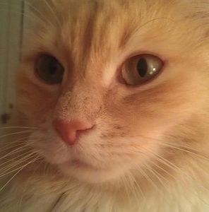 Meet your Posher, Tracey